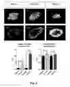 Fig. 06 - Alpha-cell re-generation combined with conversion to beta cells