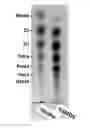 Fig. 01 - Non-reducing end unsaturated mannuronic acid oligosaccharides and compositions containing same as active ingredient