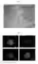 Fig. 02 - Method for producing therapeutic corneal endothelial substitute cell sphere