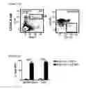 Fig. 08 - DISLODGEMENT AND RELEASE OF HSC USING ALPHA 9 INTEGRIN ANTAGONIST AND CXCR4 ANTAGONIST