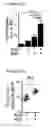 Fig. 30 - DISLODGEMENT AND RELEASE OF HSC USING ALPHA 9 INTEGRIN ANTAGONIST AND CXCR4 ANTAGONIST