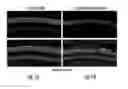 Fig. 02 - Efficient delivery of therapeutic molecules in vitro and in vivo