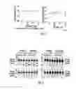 Fig. 05 - Efficient delivery of therapeutic molecules in vitro and in vivo