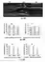 Fig. 16 - Efficient delivery of therapeutic molecules in vitro and in vivo