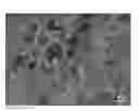 Fig. 01 - Porous hollow shell WO/WSnanomaterial and method of preparing same