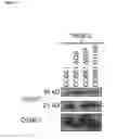 Fig. 13 - Protein Comprising a Collagen Domain of CCBE1 and Uses Thereof