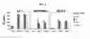 Fig. 07 - Humanized Anti-CD70 Binding Agents and Uses Thereof