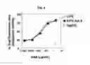Fig. 08 - Humanized Anti-CD70 Binding Agents and Uses Thereof