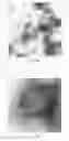 Fig. 06 - AQUEOUS PEPTIDE-STABILIZED POLYURETHANE DISPERSIONS