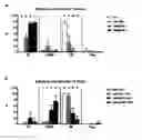 Fig. 01 - In Vitro maturation of a mammalian cumulus oocyte complex