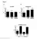 Fig. 06 - In Vitro maturation of a mammalian cumulus oocyte complex