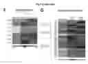 Fig. 06 - Oligodendroglial cell culturing methods and in methods for treating neurodegenerative disorders by using thyroid hormones or analogues