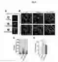 Fig. 08 - Oligodendroglial cell culturing methods and in methods for treating neurodegenerative disorders by using thyroid hormones or analogues
