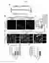 Fig. 09 - Oligodendroglial cell culturing methods and in methods for treating neurodegenerative disorders by using thyroid hormones or analogues