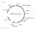 Fig. 02 - Method of using insulin for controlling glycosylation of recombinant glycoprotein
