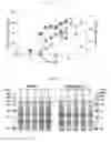 Fig. 07 - Method for preparing recombinant proteins through reduction of rnpA gene expression