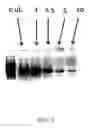 Fig. 05 - Methods for isolating nucleic acids from samples