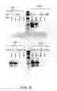Fig. 07 - Methods for isolating nucleic acids from samples