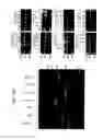 Fig. 43 - Recombinase polymerase amplification