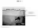Fig. 02 - FERRITIC STAINLESS STEEL
