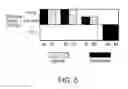 Fig. 06 - METHODS OF MEASURING ERBB SIGNALING PATHWAY ACTIVITY TO DIAGNOSE AND TREAT CANCER PATIENTS