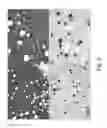 Fig. 07 - Histochemical assay for evaluating expression of programmed death ligand 1 (PD-L1)