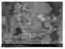Fig. 01 - Chlorinated lithium manganese oxide spinel cathode material with charge transfer catalyst coating, method of preparing the same, and Li electrochemical cell containing the same
