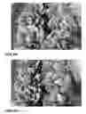 Fig. 07 - Lettuce varieties