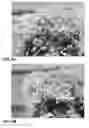 Fig. 09 - Lettuce varieties