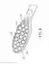 Fig. 07 - TOOTHBRUSH HEAD