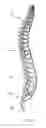 Fig. 04 - Method and apparatus for minimally invasive posterolateral spinal fusion
