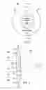Fig. 03 - DUAL REGION ACCOMMODATING INTRAOCULAR LENS DEVICES, SYSTEMS, AND METHODS