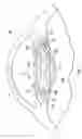 Fig. 07 - DUAL REGION ACCOMMODATING INTRAOCULAR LENS DEVICES, SYSTEMS, AND METHODS