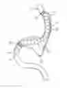 Fig. 01 - Gastrointestinal bypass devices and related methods of use