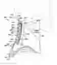 Fig. 01 - SPINAL SUPPORT DEVICE