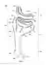 Fig. 02 - SPINAL SUPPORT DEVICE