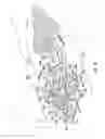 Fig. 31 - SPINAL SUPPORT DEVICE
