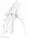 Fig. 01 - Intraocular implants and related kits and methods