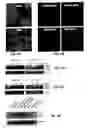 Fig. 07 - Treatment of solid tumours