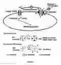 Fig. 02 - BK Channels as Non-Genomic Estrogen Targets for Overactive Bladder