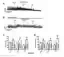 Fig. 07 - BK Channels as Non-Genomic Estrogen Targets for Overactive Bladder