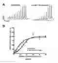 Fig. 08 - BK Channels as Non-Genomic Estrogen Targets for Overactive Bladder