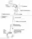 Fig. 01 - Compositions and methods for the treatment of hepatic diseases and disorders