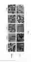 Fig. 08 - METHOD OF TREATING A MALIGNANCY IN A SUBJECT AND A PHARMACEUTICAL COMPOSITION FOR USE IN SAME