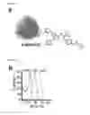 Fig. 08 - DISLODGEMENT AND RELEASE OF HSC FROM THE BONE MARROW STEM CELL NICHE USING ALPHA9 INTEGRIN ANTAGONISTS