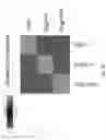 Fig. 41 - COMPOSITIONS AND METHODS FOR DECREASING BLOOD GLUCAGON LEVELS