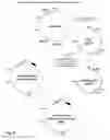 Fig. 07 - MODIFICATION OF RECOMBINANT ADENOVIRUS WITH IMMUNOGENIC PLASMODIUM CIRCUMSPOROZOITE PROTEIN EPITOPES