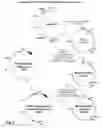 Fig. 09 - MODIFICATION OF RECOMBINANT ADENOVIRUS WITH IMMUNOGENIC PLASMODIUM CIRCUMSPOROZOITE PROTEIN EPITOPES
