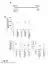 Fig. 86 - MODIFICATION OF RECOMBINANT ADENOVIRUS WITH IMMUNOGENIC PLASMODIUM CIRCUMSPOROZOITE PROTEIN EPITOPES
