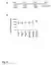 Fig. 96 - MODIFICATION OF RECOMBINANT ADENOVIRUS WITH IMMUNOGENIC PLASMODIUM CIRCUMSPOROZOITE PROTEIN EPITOPES